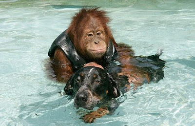 I Want a Orangutan 