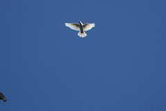Upward Spirit