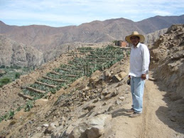 Cultivos en Andenes