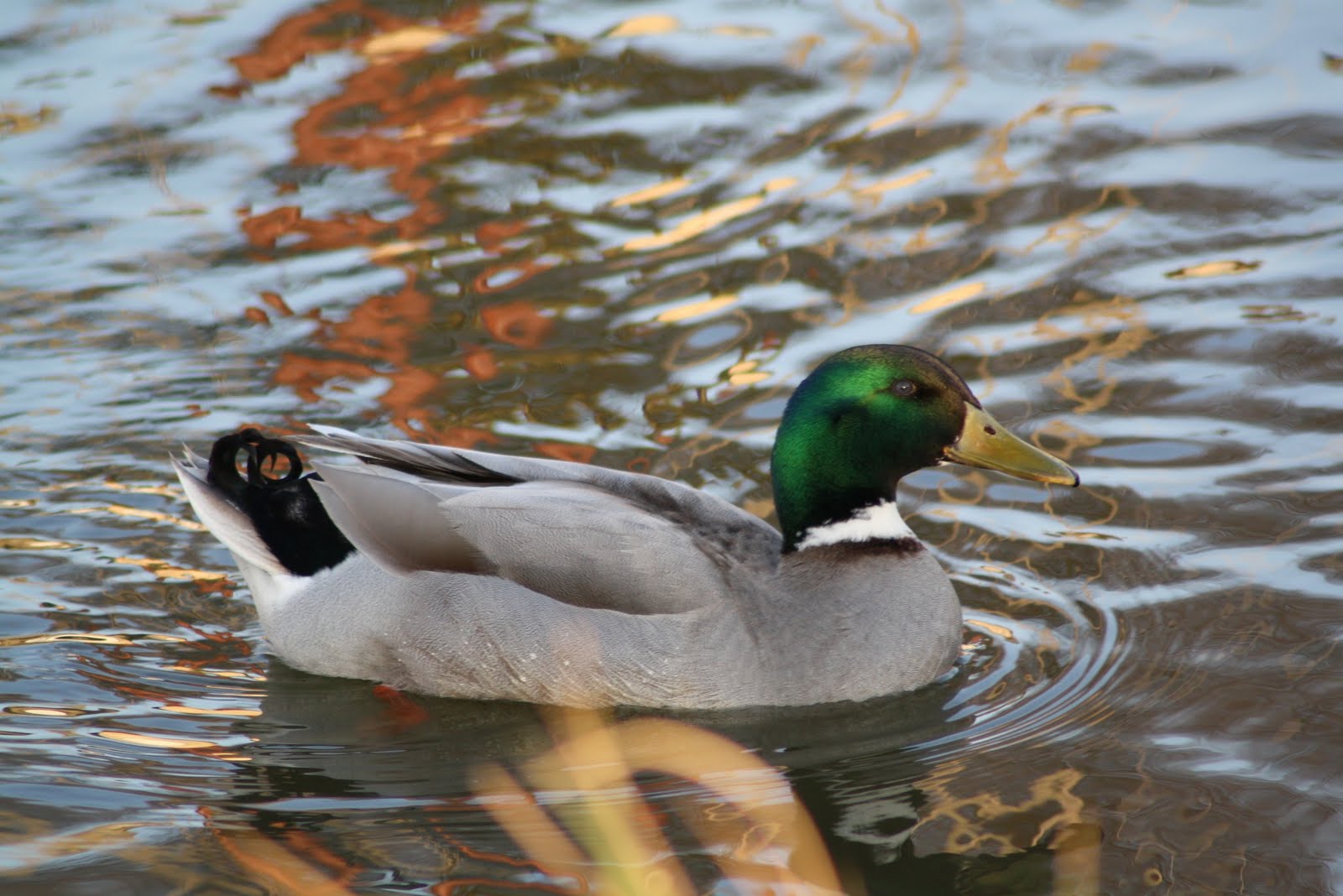 Stormblast1953 Eend, Canard, Duck, Ente, Ytka, Lachan, And, Ein in het