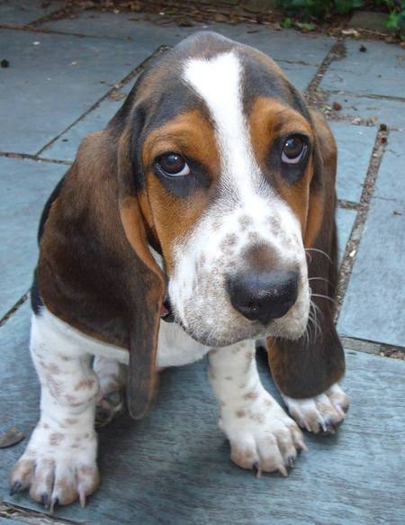 Basset%2BHound%2BDog%2BBreed%2BPictures%2B03.jpg