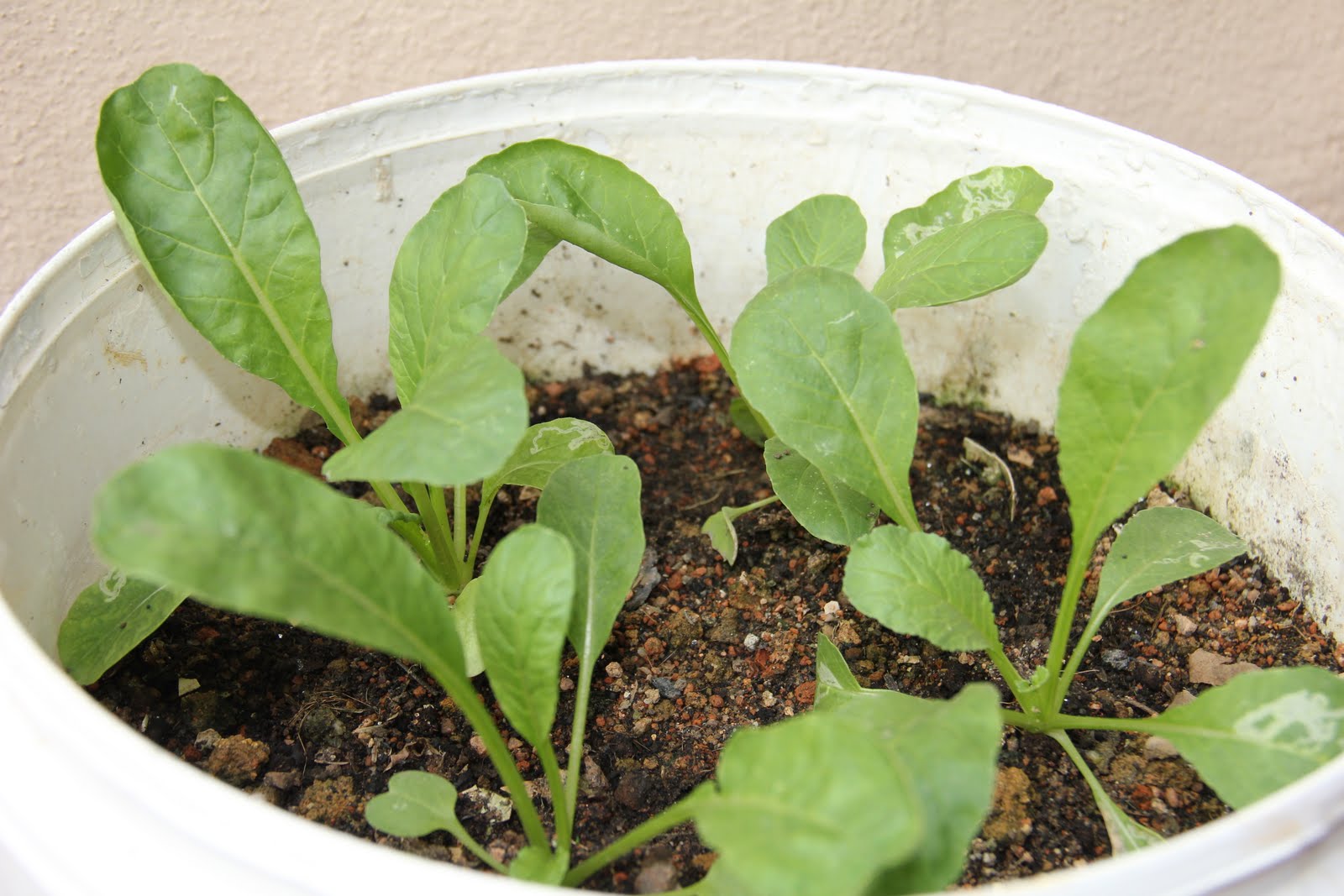 On The Green Side Of Life White Radish