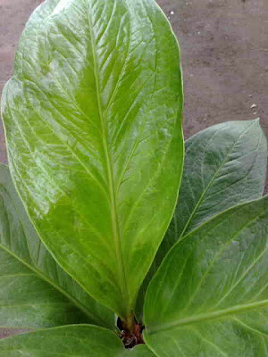 Download Gelombang Cinta Jemani Cobra Termahal PNG