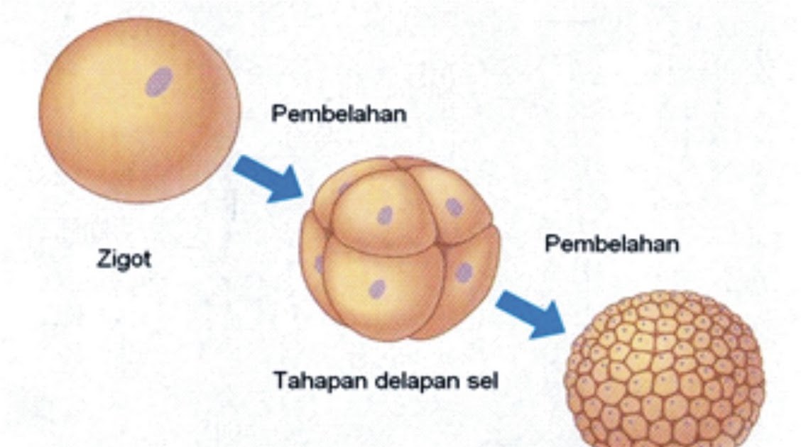 Pertumbuhan & Perkembangan: Pertumbuhan dan Perkembangan Pada Hewan