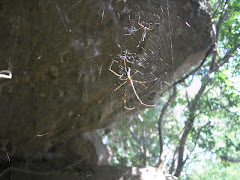 ARANHA