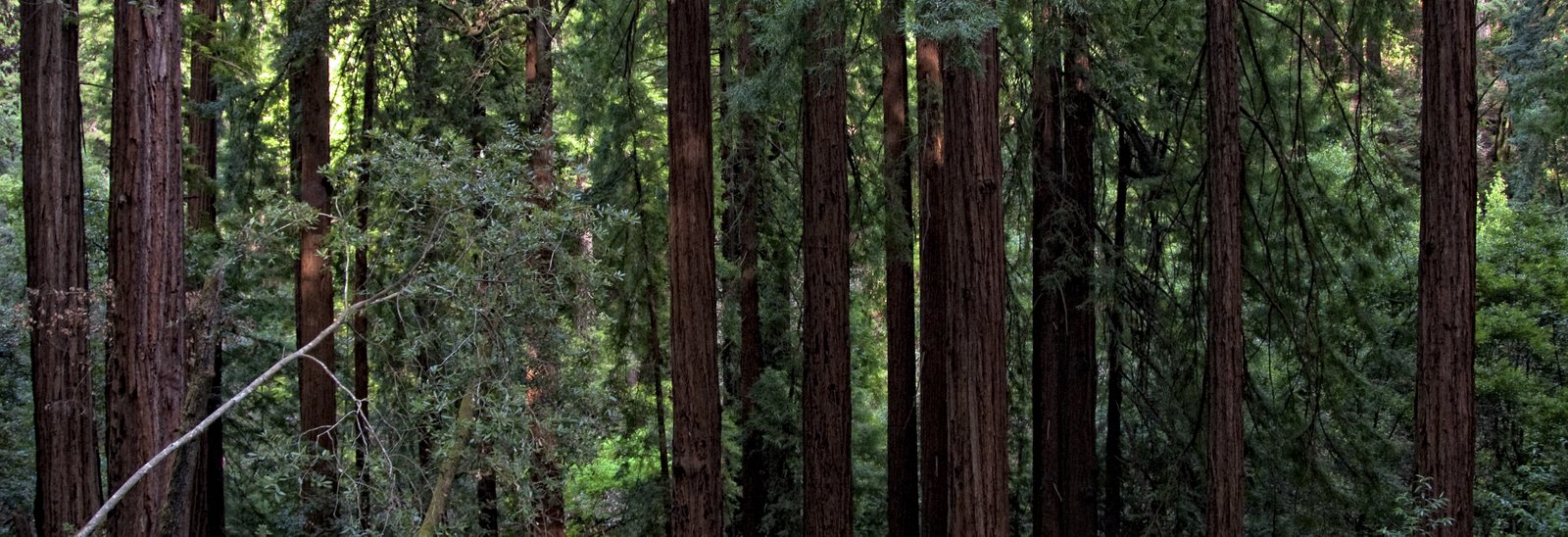 [trees+II+(1+of+1).jpg]