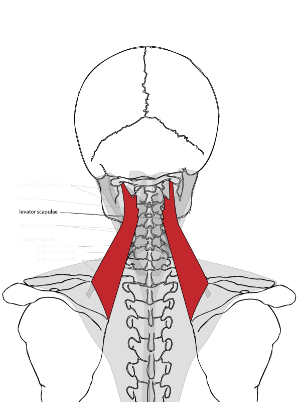 Мышца поднимающая лопатку анатомия с рисунками