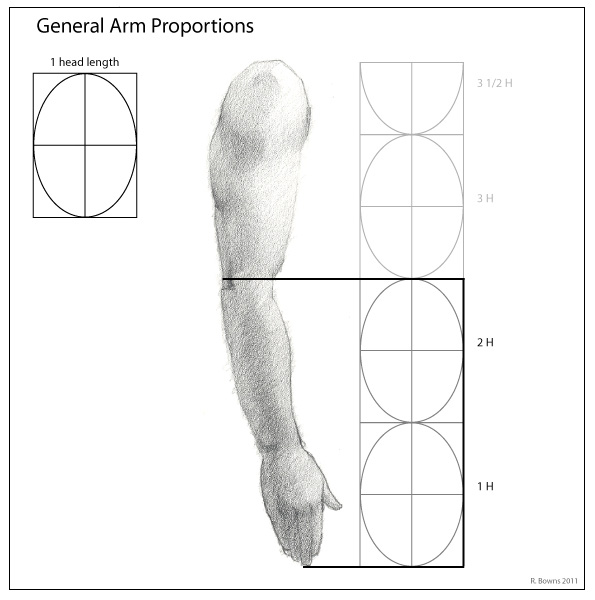 Paint Draw Paint, with Ross Bowns Drawing Basics Proportions of the Arm