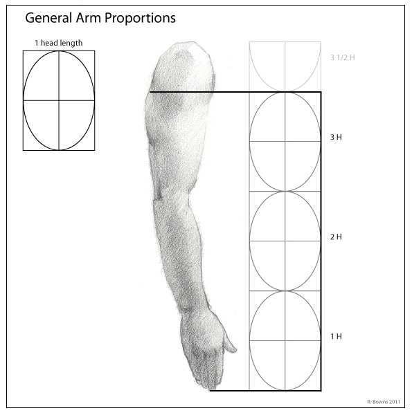 Paint Draw Paint, with Ross Bowns Drawing Basics Proportions of the Arm
