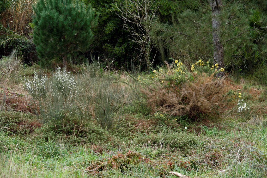 [Estuário Cávado0253.JPG]