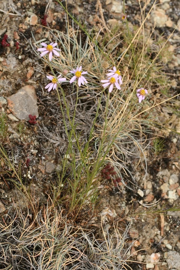 [Aster+aragonensis0202.JPG]