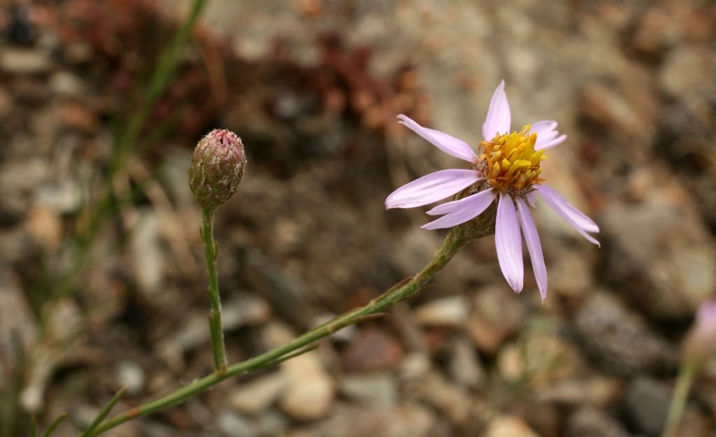 [Aster+aragonensis0203.JPG]