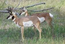 Mr. and Mrs. Pronghorn
