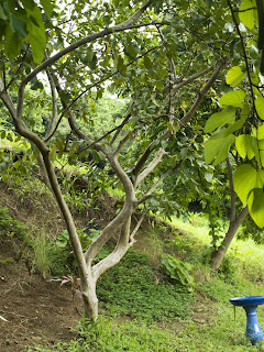 Resultado de imagen de Guayaba Psidium guajava arbol