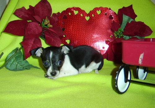 SOLD T-CUP CHIHUAHUA