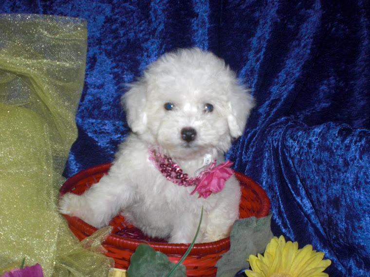 BICHON FRISE FEMALE RED