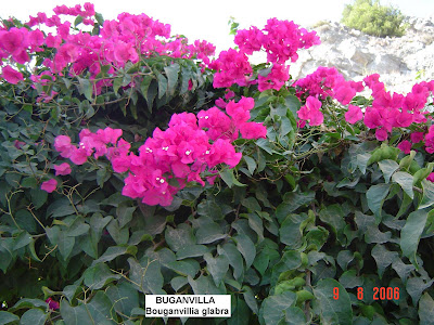 La Flora en España: Bugambilla