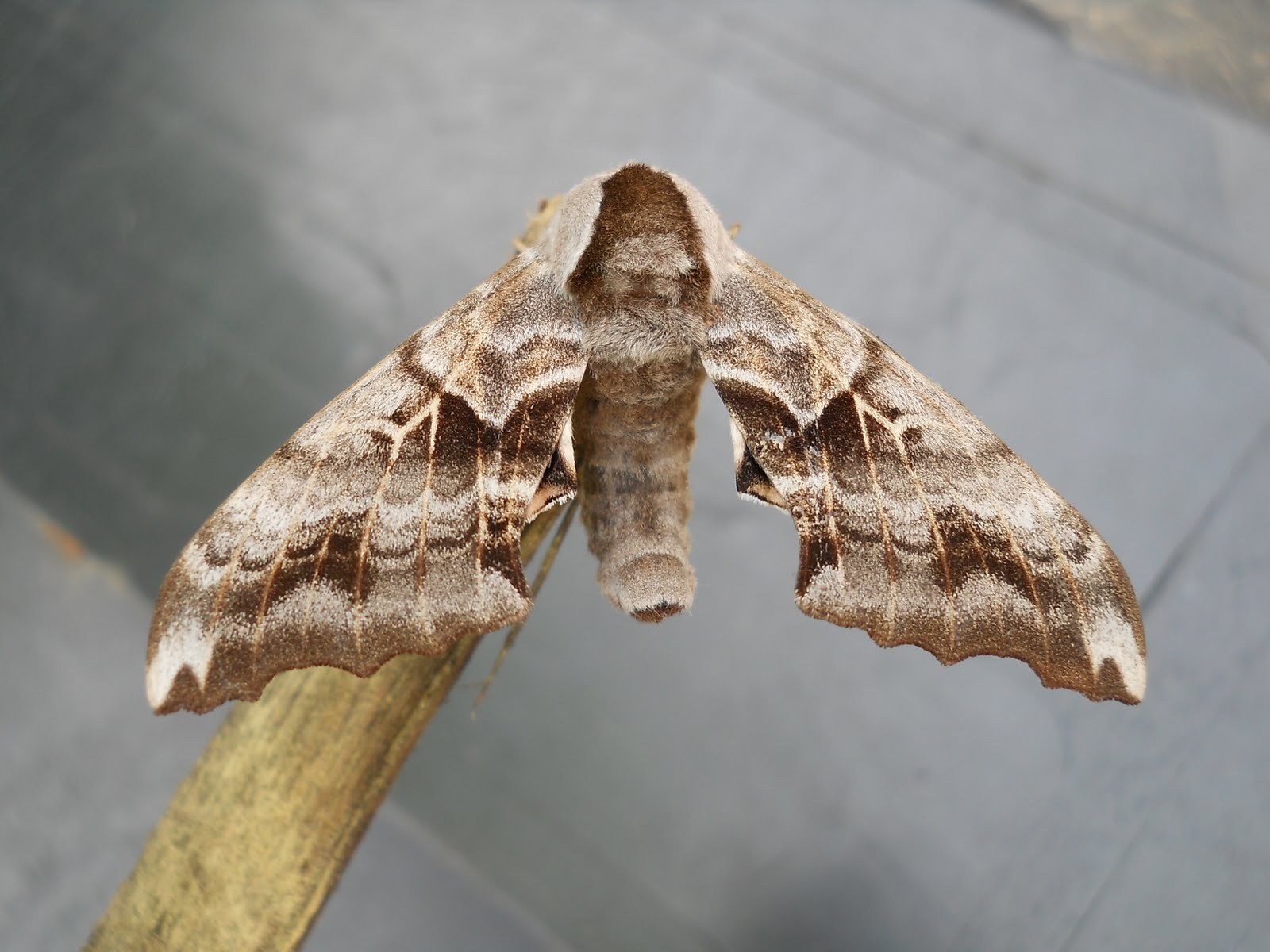 Savoirfaire à conserver Voici un sphinx...