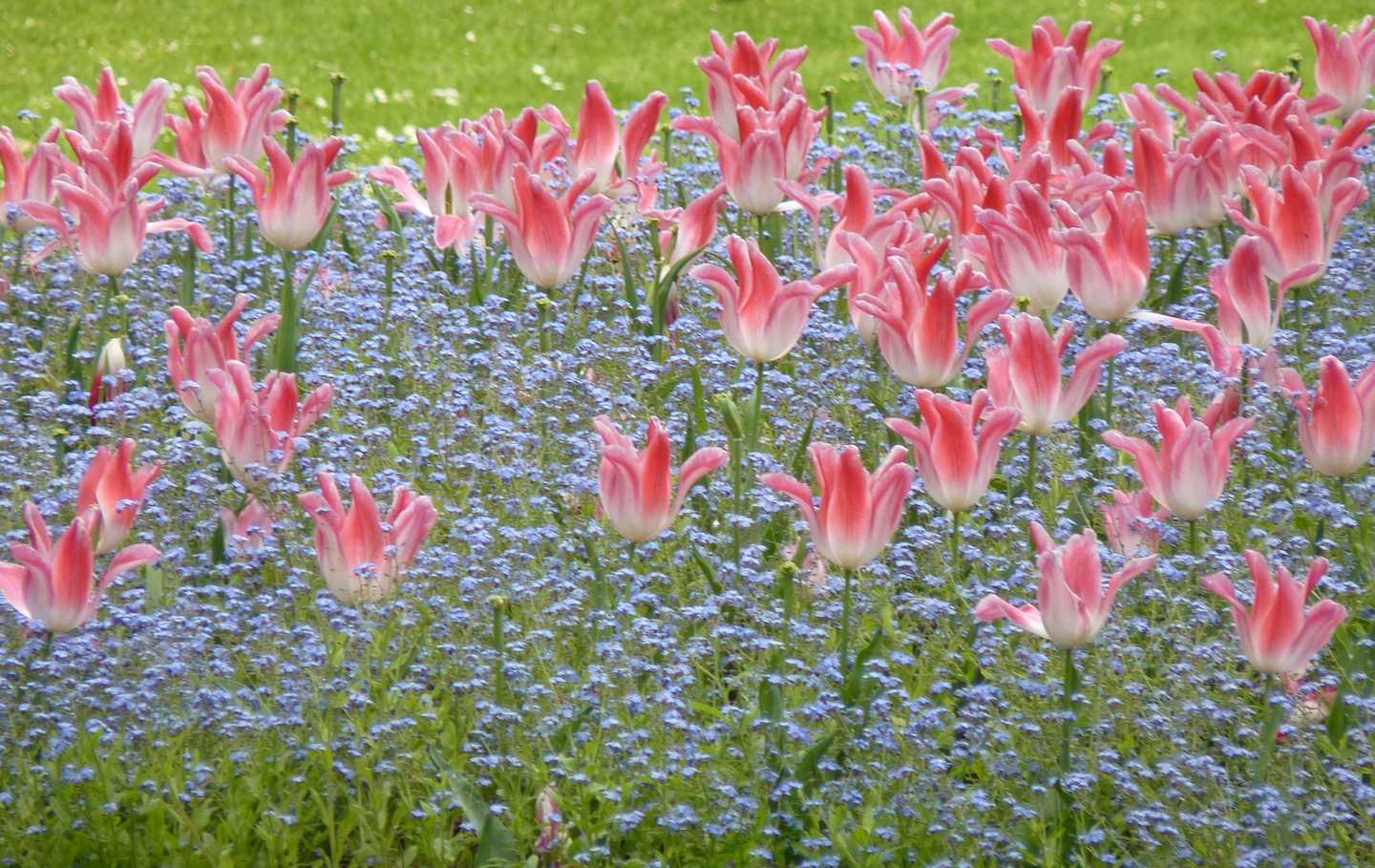 Dispatch from Metz Flowers in the Jardin du Luxembourg