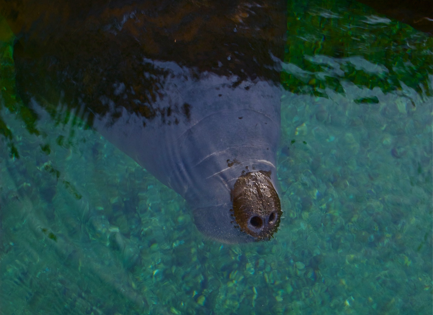 The Eighth Dimension Manatees at Blue Springs State Park, Florida (Photos)