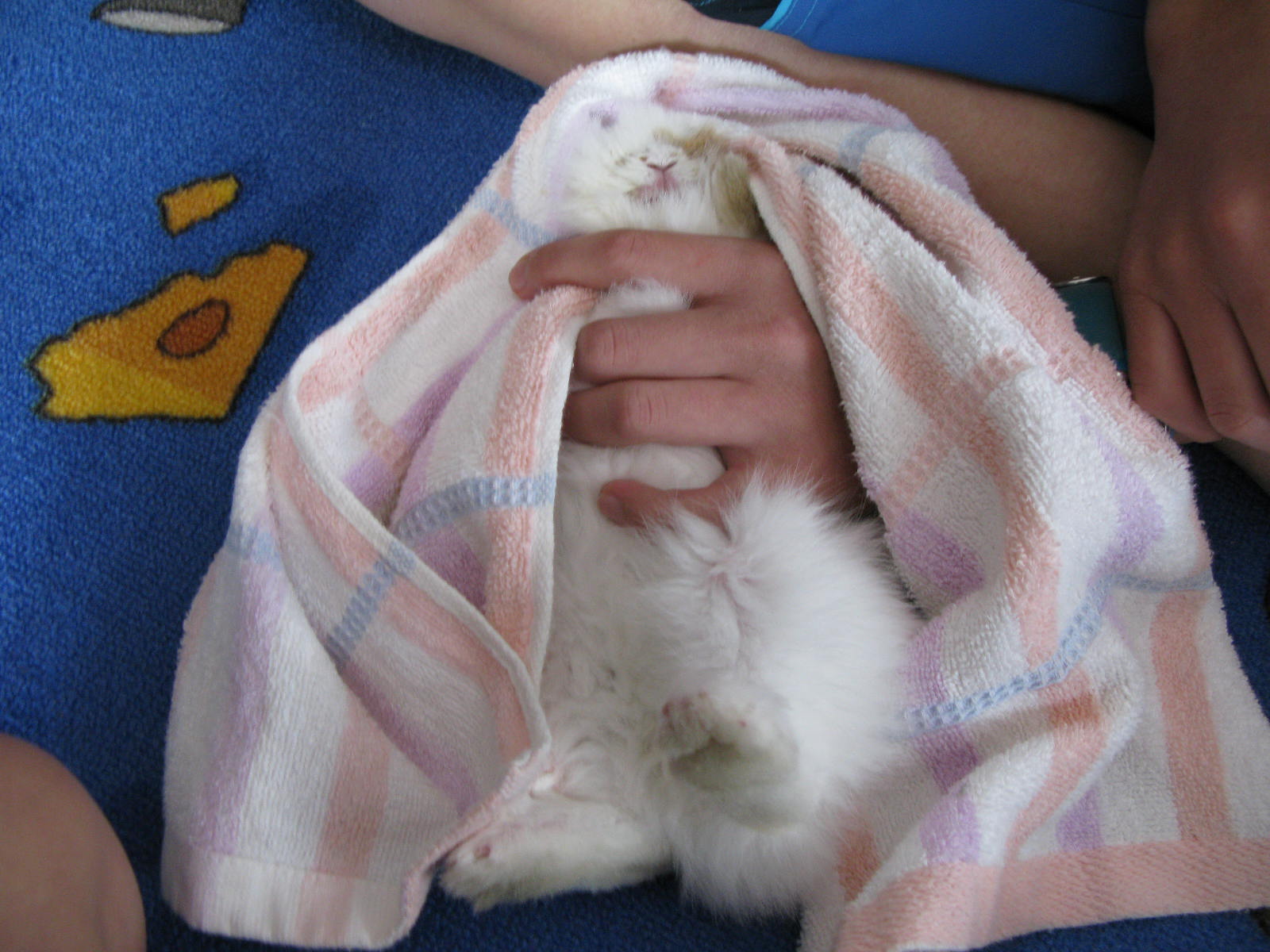 Bunnies Blog Tutorial 1 how to make your bunny fall asleep