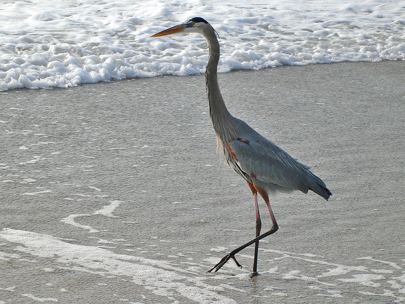 Sandpiper Key Rentals Birds of Manasota Key