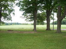 Our lovely old maple trees, what tales they would tell if they could....