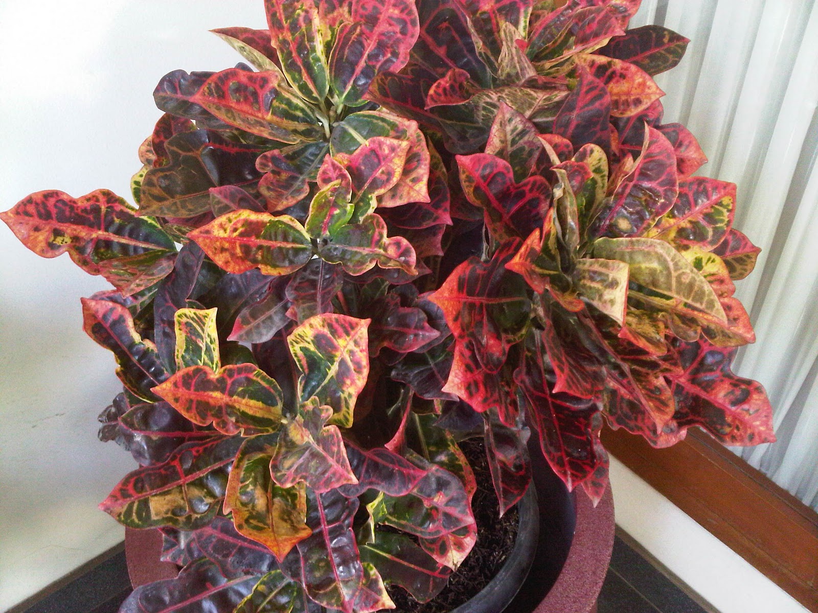 Tanaman dan Kue: Puring Kura