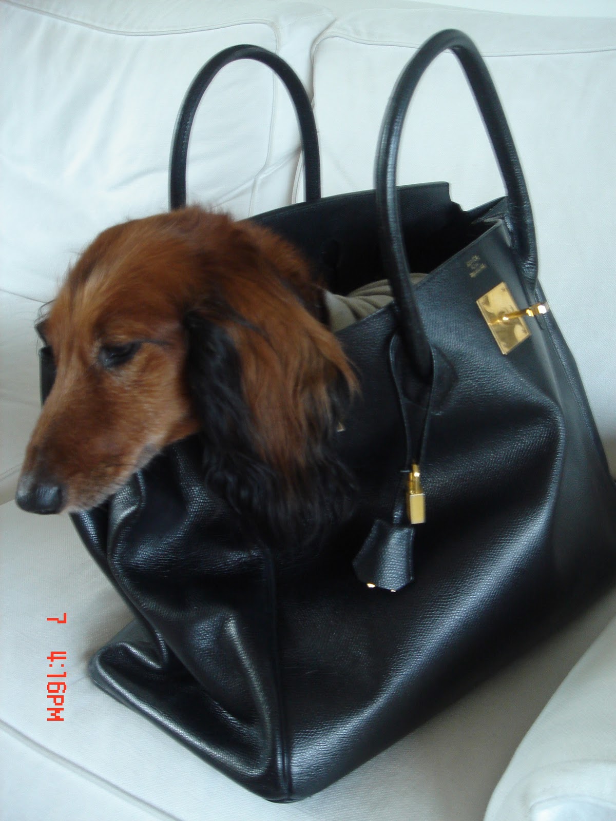MilaneseGAL: Chic Dogs