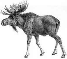 [moose.jpg]