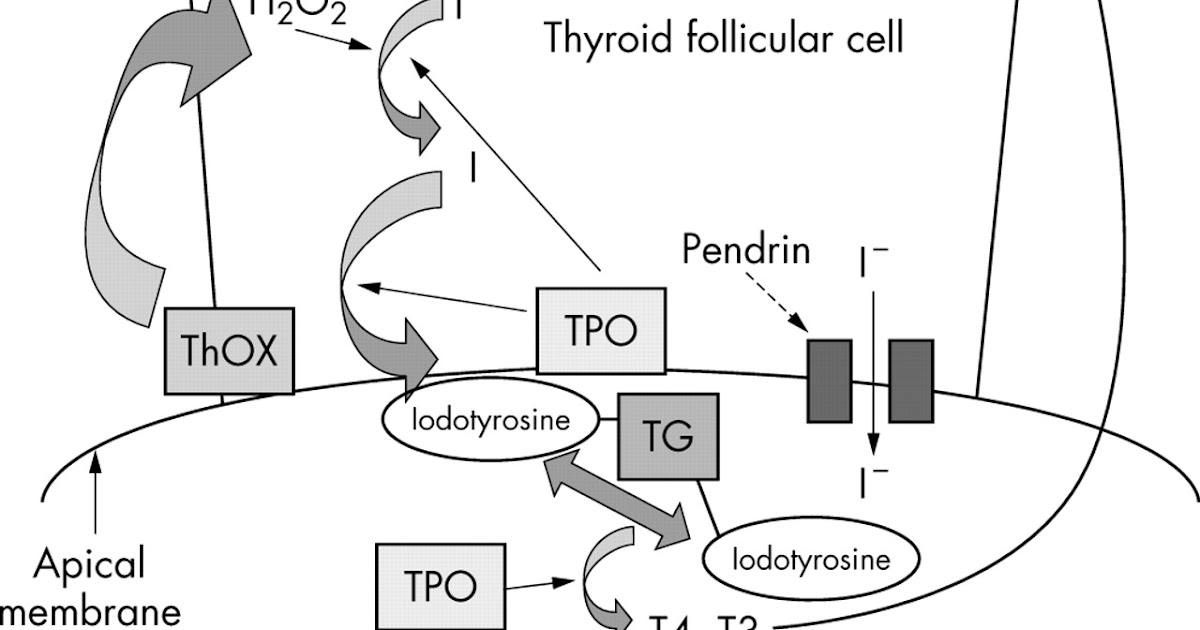 International University: Thyroid hormone synthesis