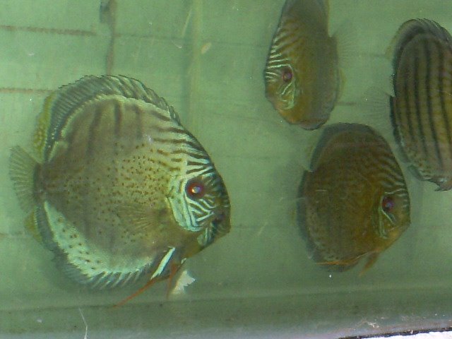 DISCUS FULL SPOTTED