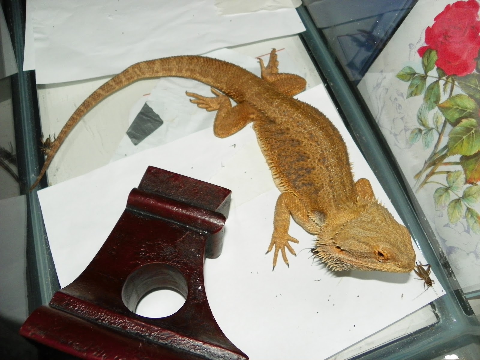 hypo-trans-leatherback-bearded-dragon2.jpg