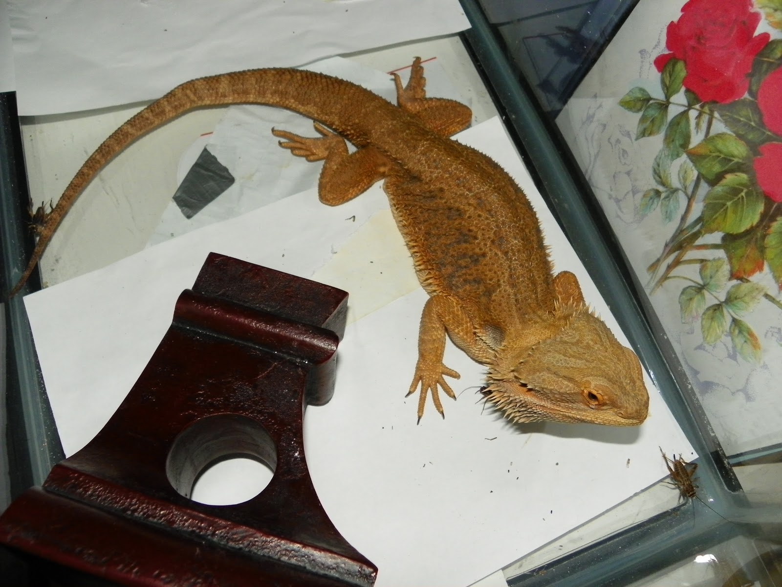 super-red-translucent-bearded-dragon-4.jpg