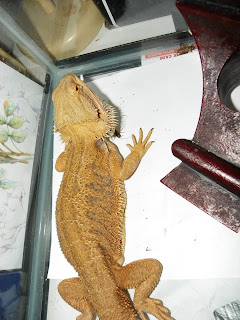 red hypo trans bearded dragon