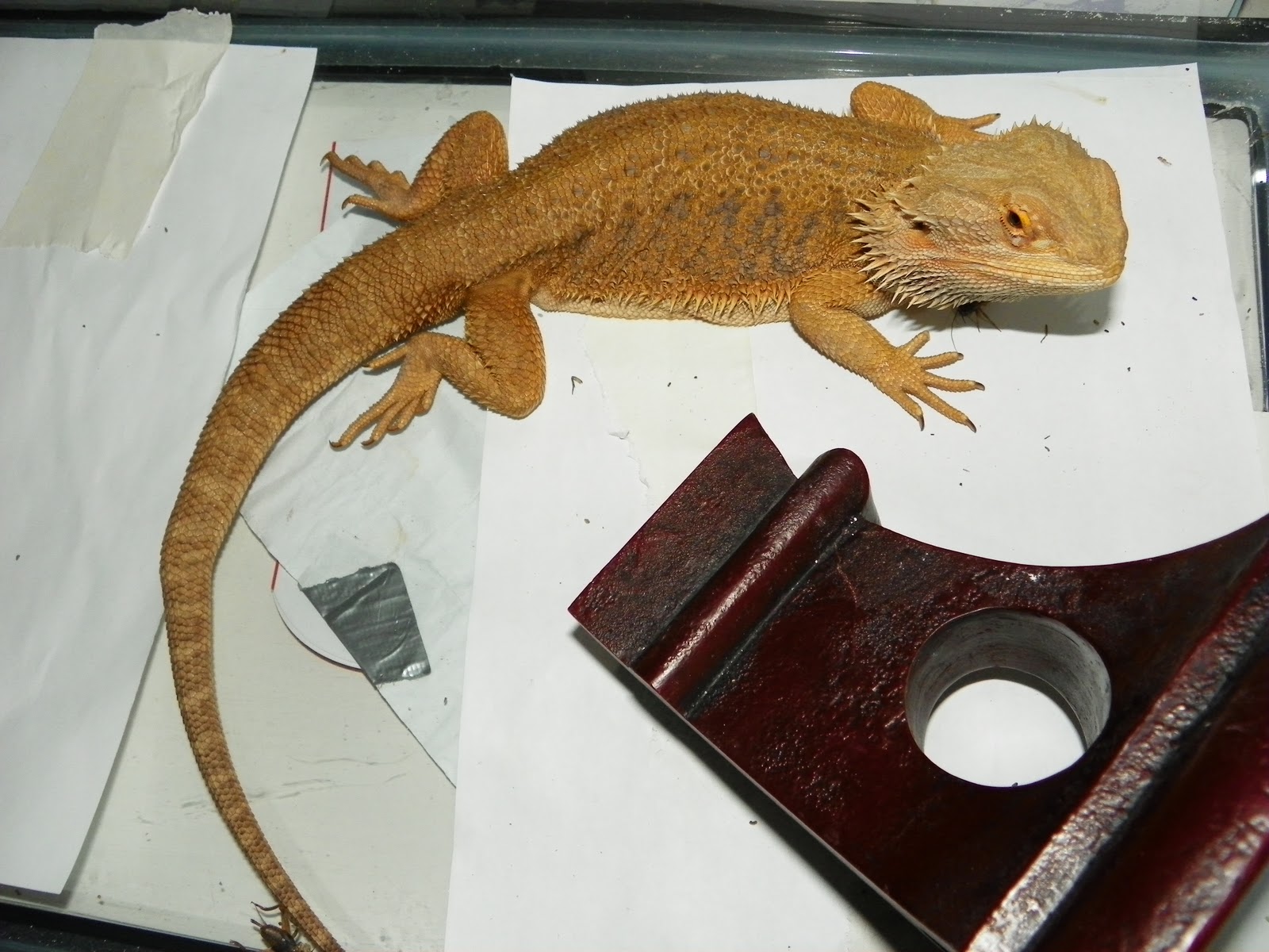 red hypo trans bearded dragon handling