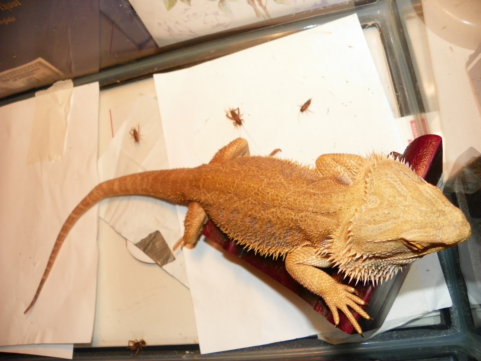 hypo-translucent-leatherback-bearded-dragon.jpg