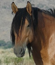 Wild Mustang