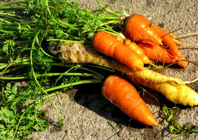 [Carrots.12.20.07+002.jpg]