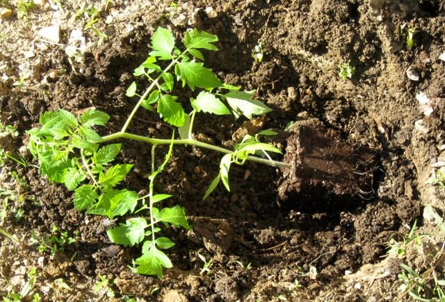 [Tomatoes+in+trench+003.jpg]