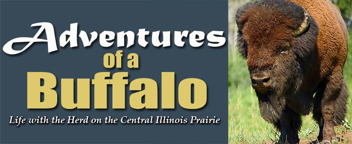 Adventures of a Buffalo