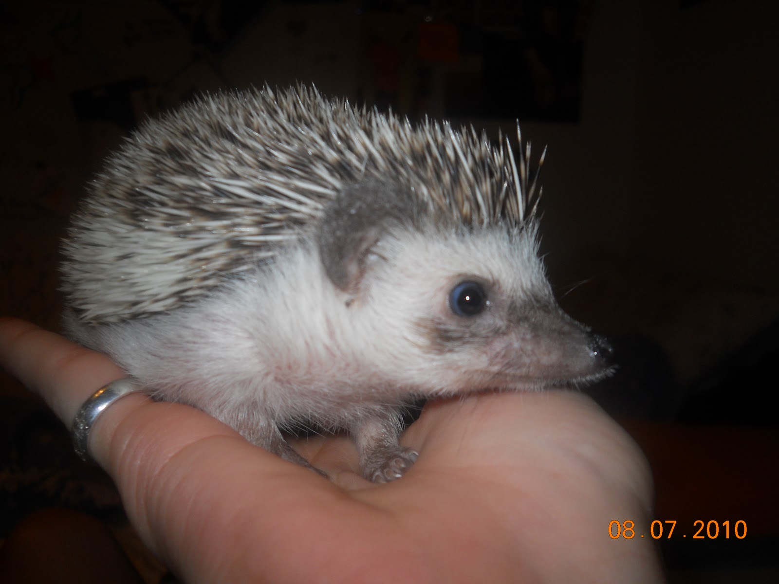 Hedgehog 101