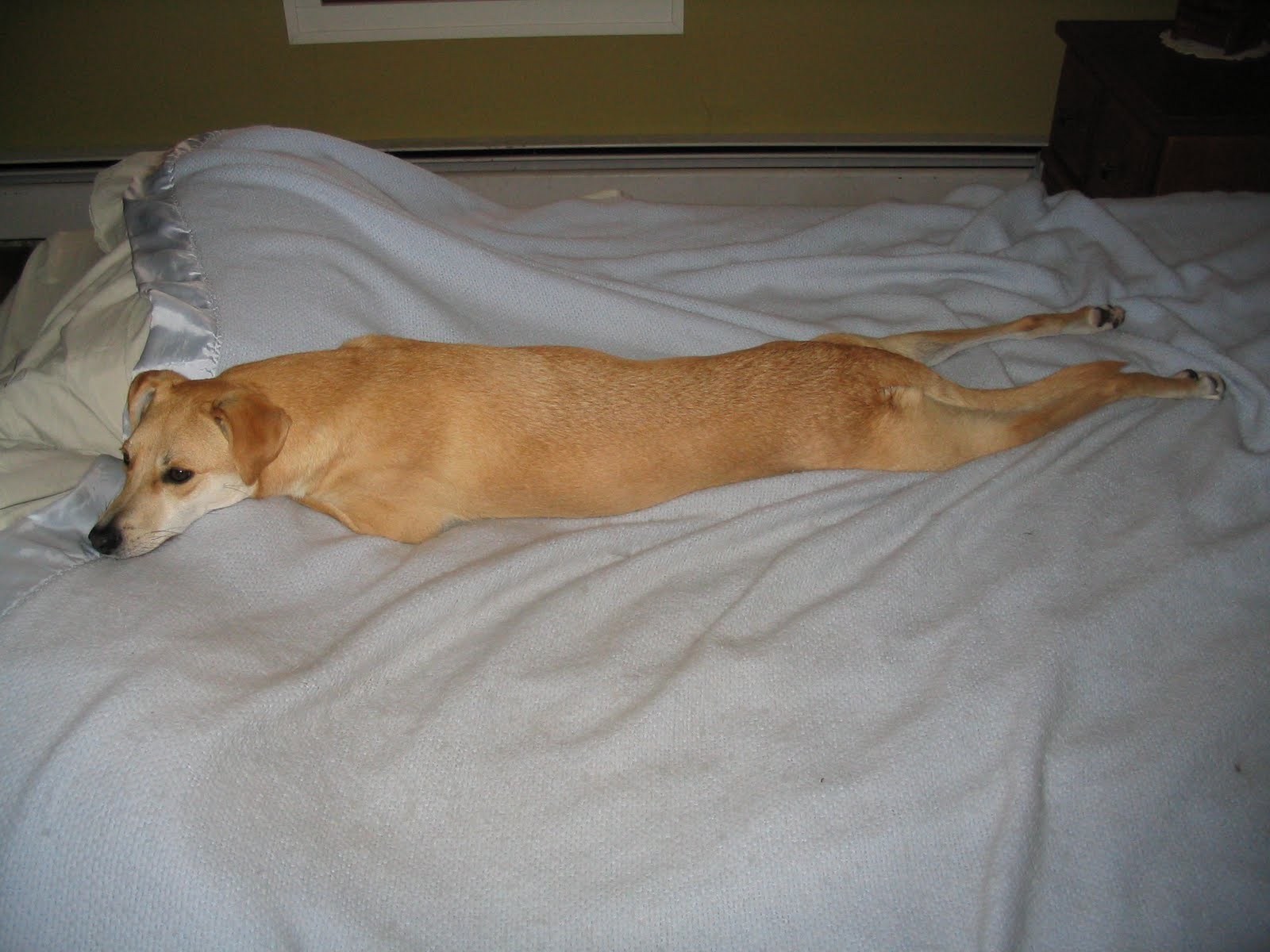 little dog life look ma, no arms