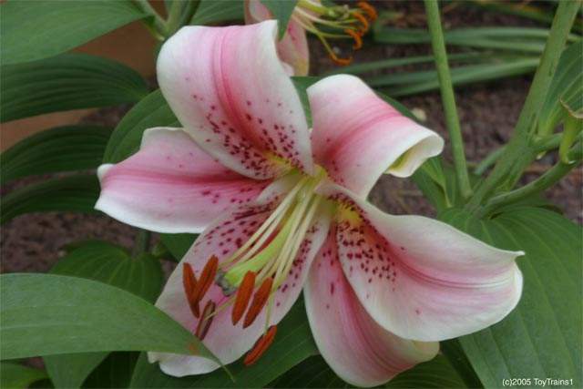  Gambar  Bunga  Lili