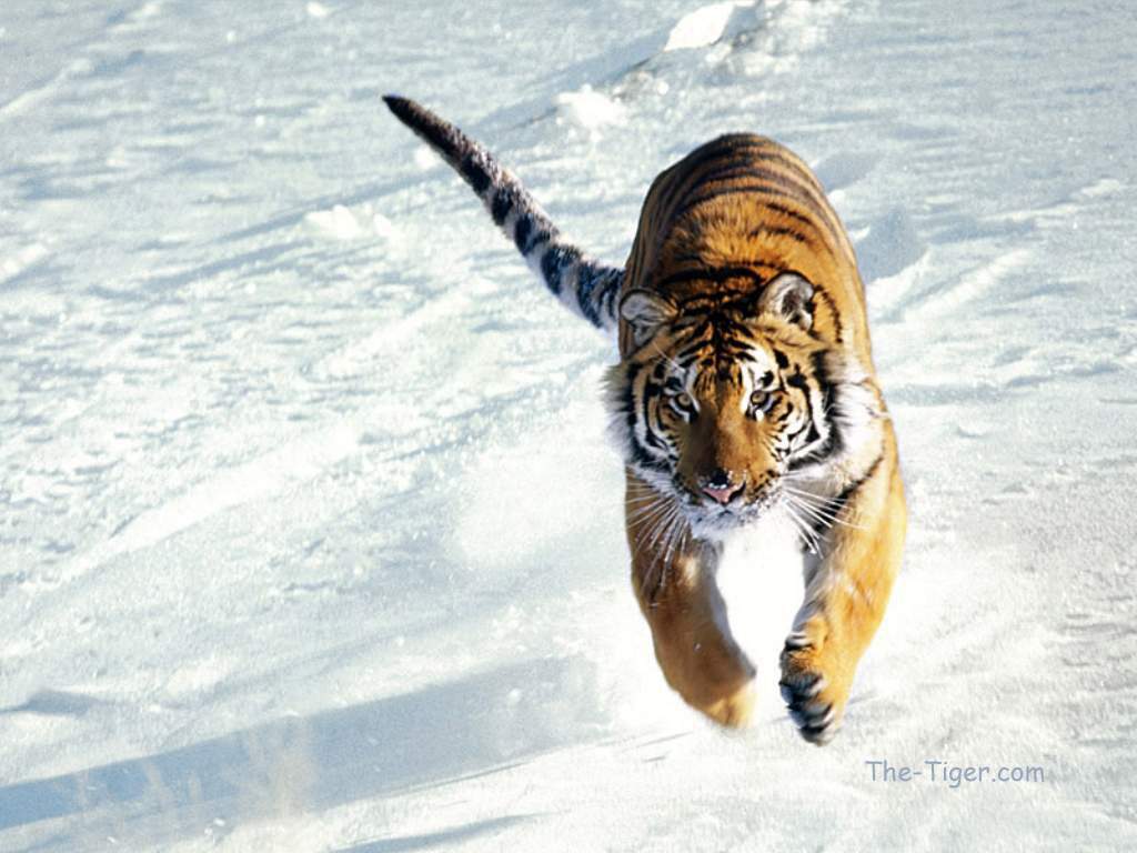 gambar harimau jawa