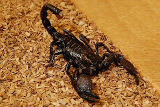 Kalajengking | Kumpulan Gambar