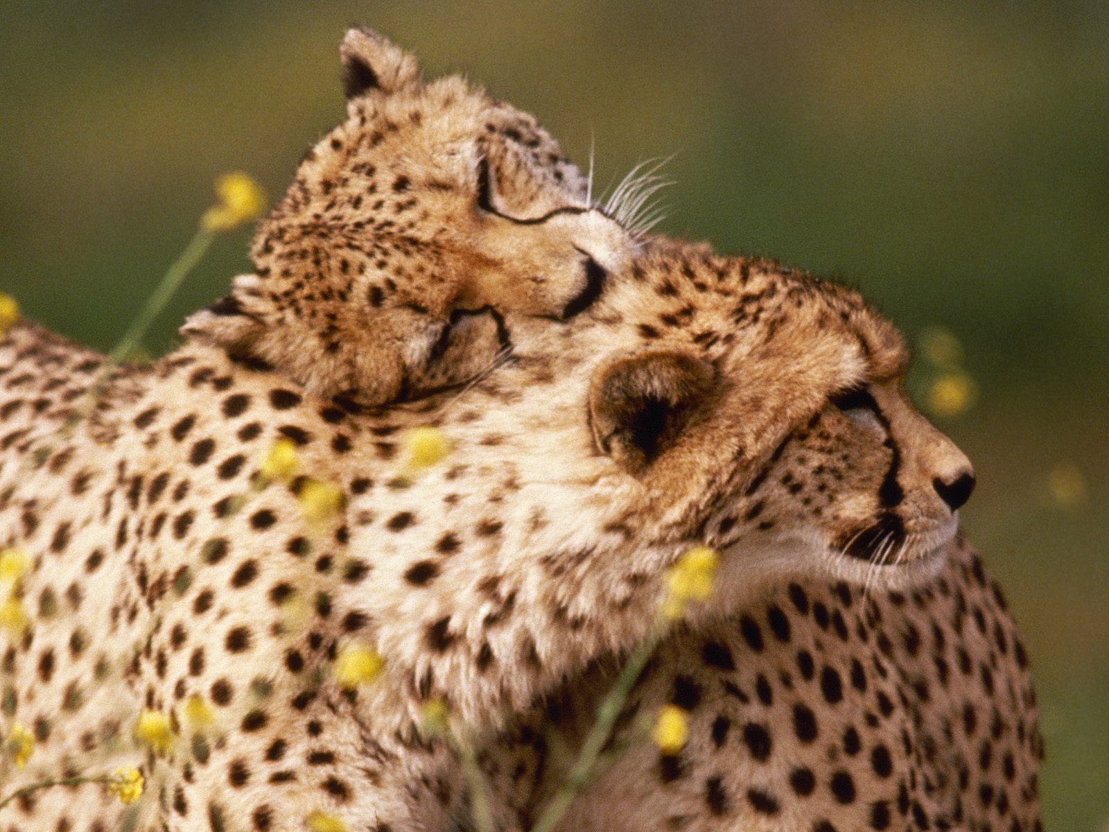 world-wildlife-adventures: affectionate_cheetahs
