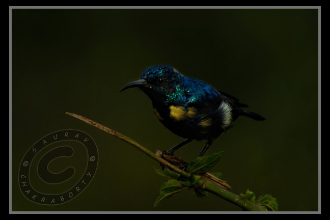 sunbird