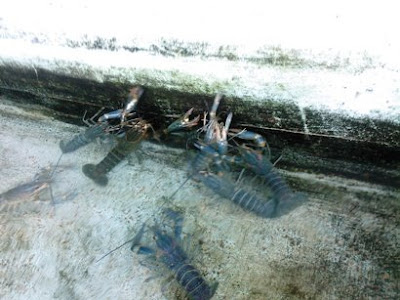MARAM AQUATIC Indonesian Ornamental Fish Exporter