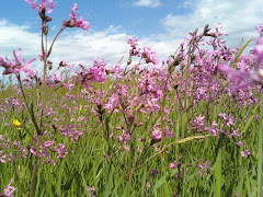 Field Of Dreams